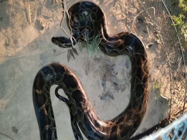 Northeast Thailand: Giant python causes alarm in Surin chicken coop ...