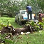 Palm tree falls on top of Thai man and kills him in southern Thailand | Thaiger