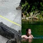 Florida woman survives nine-foot alligator attack thanks to snorkelling mask | Thaiger