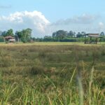 Northeast Thailand: Monsoon season wrecks havoc on paddy fields, farmers scramble | Thaiger
