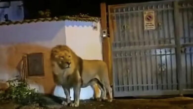 Circus chaos: Lion’s great escape leaves Italian residents in a ‘purr-suit’ of safety (video)