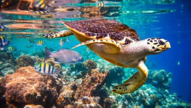 Exploring Thailand’s secluded snorkelling paradises | Thaiger