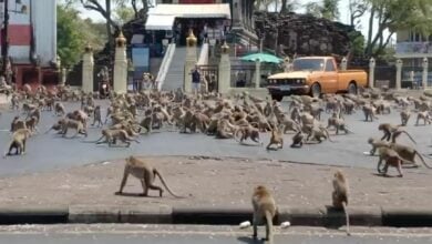 Unveiling Thailand’s best wild monkey spots | Thaiger
