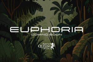 Royal Queen Seeds debuts Euphoria at the after-party for Asia Hemp Expo