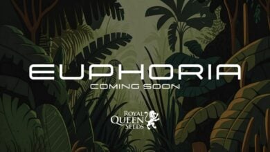 Royal Queen Seeds debuts Euphoria at the after-party for Asia Hemp Expo | Thaiger