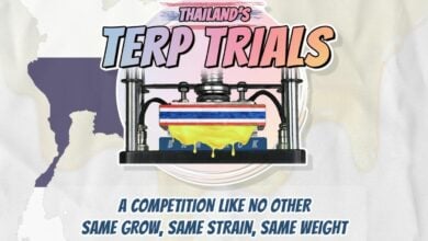 Thailand’s Terp Trials: Find out who has the best hash in Thailand | Thaiger