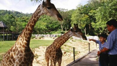 Exploring Thailand’s Best Safari Parks and Zoos for Wildlife | Thaiger