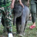 Lost elephant calf Kanya finds new family in Chiang Mai | Thaiger