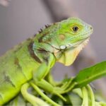 Iguana invasion: Wild population surge puts Thai officials on edge, sparks import halt pondering | Thaiger