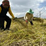 Crop déjà vu: Critics dub gov&#8217;s agri-reform a rerun of past plans | Thaiger