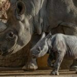 Miracle at Chester Zoo: Rare baby rhino birth sparks hope for endangered species (video) | Thaiger