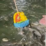TikTok user&#8217;s edible Krathong attracts catfish swarm during Loy Krathong Festival (video) | Thaiger