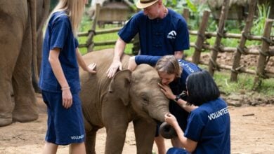 Volunteering opportunities in Thailand | Thaiger
