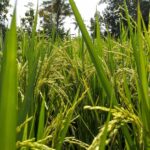 El Nino-induced drought disrupts Indonesia&#8217;s rice production, hikes prices | Thaiger