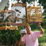 Bird breeders tweet plea to un-list the red-whiskered bulbul | Thaiger