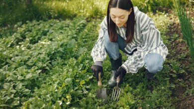 Discover the secrets for successful gardening in Thailand’s climate