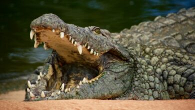The symbiotic world of Phichit and crocodiles | Thaiger