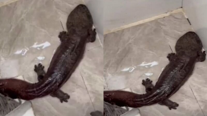 Chinese plumber discovers giant salamander in residential water pipe