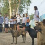 Pattaya: Free rabies vaccinations in January | Thaiger