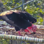 Northern Thailand: Endangered red-headed vulture lays egg in sanctuary in Uthai Thani | Thaiger