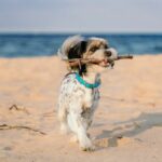 The best dog friendly beaches in Phuket | Thaiger