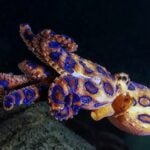 Dangerous blue-ringed octopus found in seafood in Thailand | Thaiger