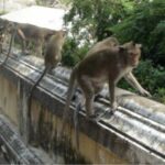 Escalating monkey population in Phetchaburi prompts collaborative resolution | Thaiger