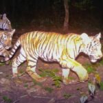West Thailand: Tiger cubs spotted in secret jungle hideout | Thaiger