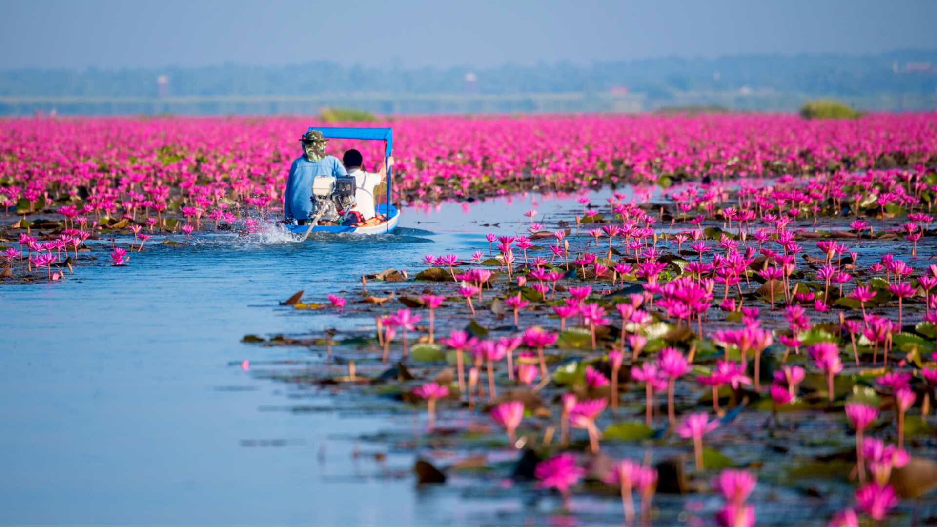 Isaan Cities; Udon Thani, Red Lotus Sea