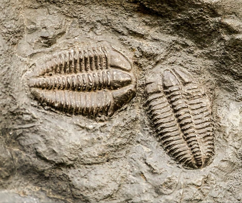 Thai Princess inspires naming of newly discovered trilobite species in Thailand (video) | News by Thaiger