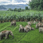 Wild elephant herd of 100 &#8216;tramples&#8217; sugarcane dreams in Prachin Buri, sanctuary scrambles to restore order | Thaiger