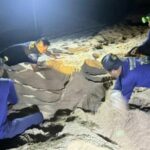 Endangered leatherback turtle nest discovered on Phuket beach | Thaiger