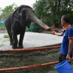 Sanctuary saga ends in sorrow: Beloved elephant Mali passing leaves fans trumpeting for change | Thaiger