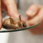 Steve Galster roars: Let&#8217;s trade wildlife for a pandemic-free world | Thaiger