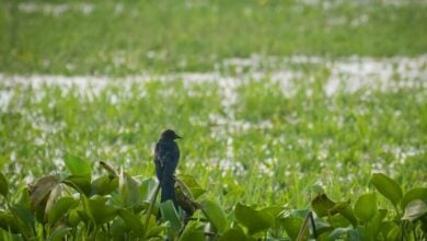 Ecosystem under siege: Tackling invasive species in Thailand | Thaiger
