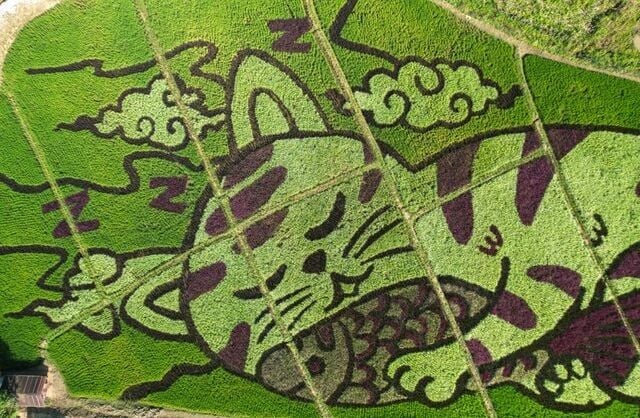 Thai farmer crafts cat and fish image from rainbow seedlings in rice field