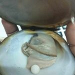 Shell-shocked in Samut Prakan: Thai woman&#8217;s seafood purchase unveils hidden pearl of delight | Thaiger