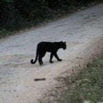 Rare black leopard stuns tourists at Kaeng Krachan National Park | Thaiger