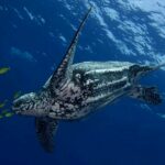Leatherback sea turtle death sparks concern among Thai wildlife officials | Thaiger