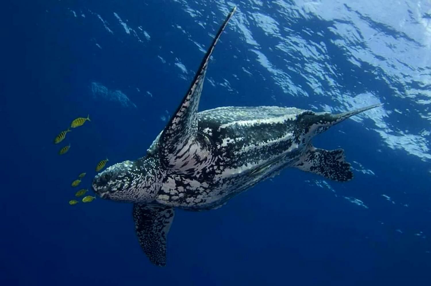 Leatherback sea turtle death sparks concern among Thai wildlife officials