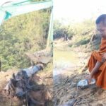 Century-old golden fig tree extracted from Thai canal after local ceremony | Thaiger