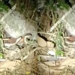 Homeowner encounters cobras before Thai lottery, eyes luck | Thaiger