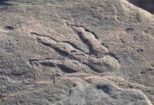 Thailand unearths Asia’s oldest dinosaur footprints dating back 225 million years