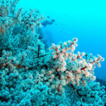 Sea blooms: Underwater magic in Trang Sea as marine Sakura wows tourists | Thaiger