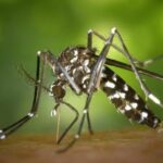 Dengue fever claims lives in Songkhla province amid rising cases | Thaiger