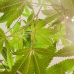 The rise of cannabis art and expression in Thailand | Thaiger