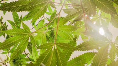 The rise of cannabis art and expression in Thailand | Thaiger