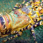 Phuket&#8217;s seven-colour lobster eyes official recognition as Thai GI treasure | Thaiger