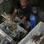 Southeast Asia capitalises on China&#8217;s Australian lobster ban | Thaiger