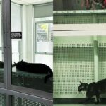 Thai university dean accused of pampering stray cats with public resources | Thaiger